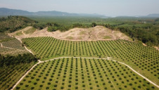 Palm oil is found in the majority of supermarket goods, but has been cited as a key driver of deforestation in Asia